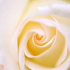 薔薇