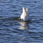白鳥のシンクロ