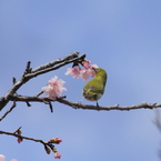 さくらめじろ　2