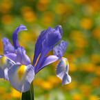 IMGP0570菖蒲