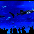 ちゅらうみ水族館の三連星