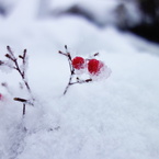 雪の中の暖色