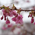 花に雨-1