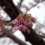 花に雨-2