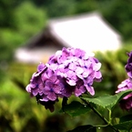 初夏　長谷寺