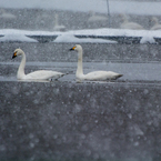 雪と白鳥⑤