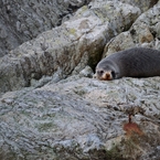 New Zealand Fur Seal