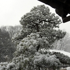 雪に耐える松