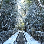 高桐院参道・雪化粧