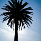 Phot