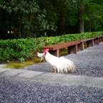 伊勢神宮