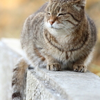 猫日和