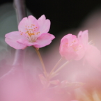 一番早い春⑤