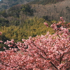 一番早い春⑥