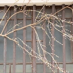 枝垂れ花もち