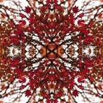 「四季」Natural beauty psychedelic　6