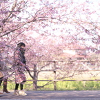 cherry blossoms