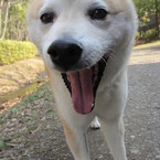 美白犬