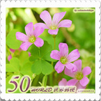 花切手＜2012-46＞＊ムラサキカタバミ