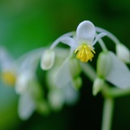 小さき花の宇宙