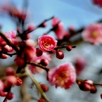 梅花２
