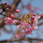 色濃い桜-1