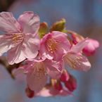 色濃い桜-2