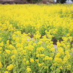 菜の花＾＾