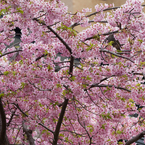 tugumi
