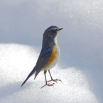 大雪とルリビタキ