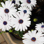 white, blue, and yellow