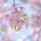 春はあけぼの