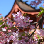 DSC_0439　浅間大社H26.3