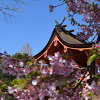 DSC_0440　浅間大社H26.3