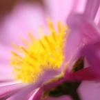 何の花？？