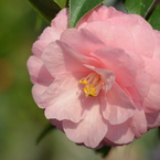 Camellia'Spring Festival'