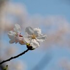 さくら