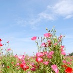 此岸からの風景＜2011-5＞＊ポピー畑・鴻巣市原馬室付近