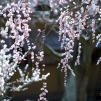 陽春4