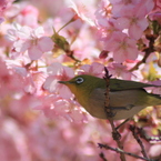 桜の天井、メジロ