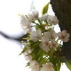 大島桜