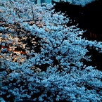 桜～灯りの小径～