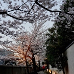 桜小径
