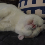眠