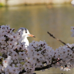 花ゆりかご