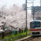 桜と電車