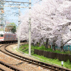 桜と電車