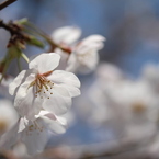土手の桜