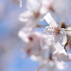 土手の桜②