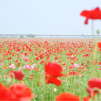 此岸からの風景＜2011-6＞＊ポピー畑・鴻巣市原馬室付近